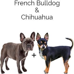 French Bullhuahua Dog